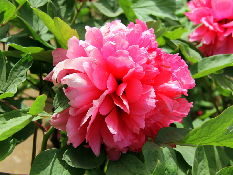 国色天香汉代牡丹