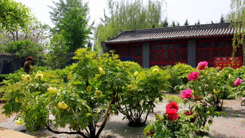 国色天香汉代牡丹