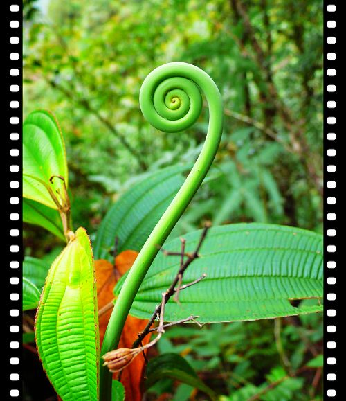 这里的蕨类都是古蕨树,硕大无比,二十米高,很像步入恐龙时代.