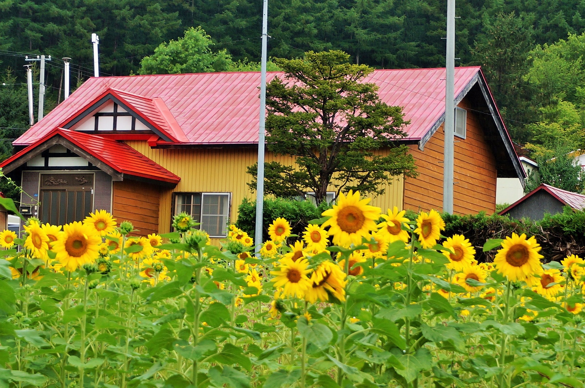 北海道自助遊攻略