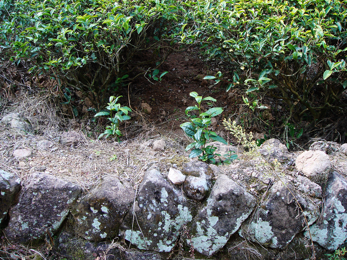 问道武夷山马头岩磊石道观