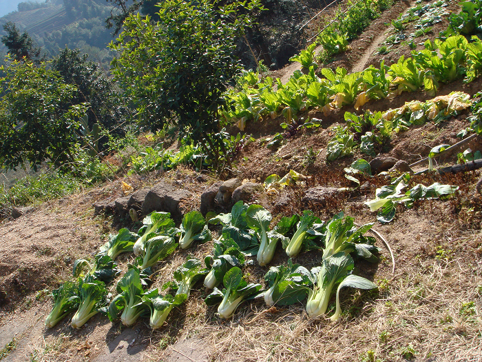 问道武夷山马头岩磊石道观