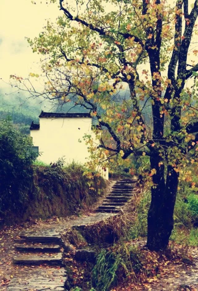 古道旧,山河新文 | 在婺源曲径通幽是古道.