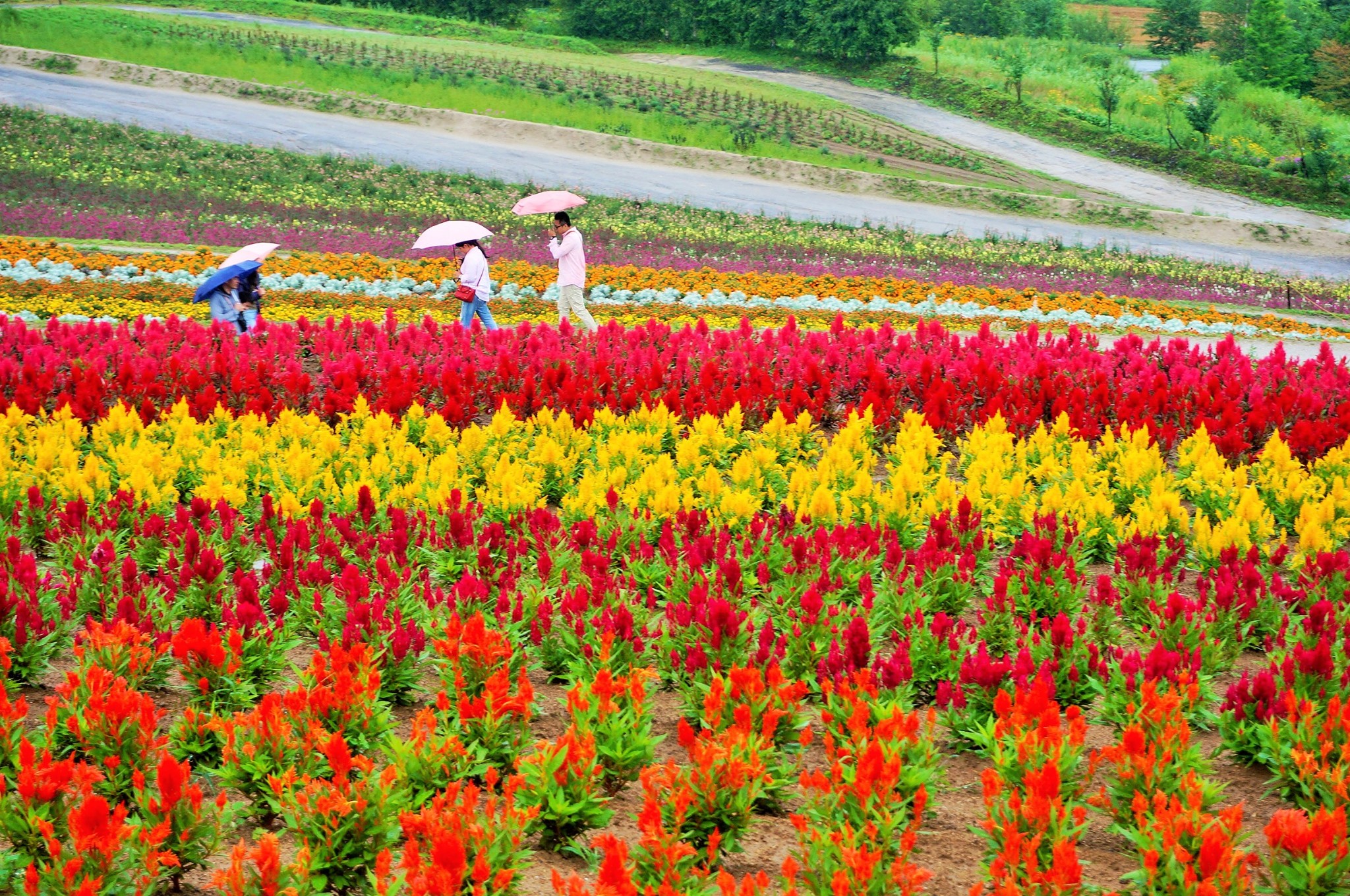 北海道自助遊攻略