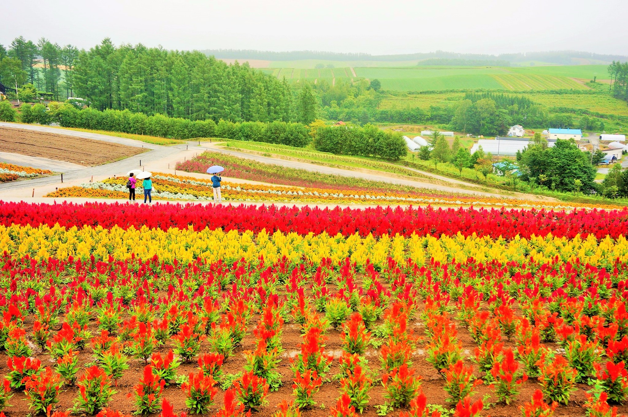 北海道自助遊攻略