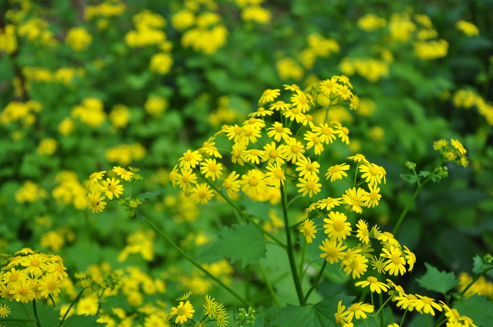 【临安图片】临安，那些花儿