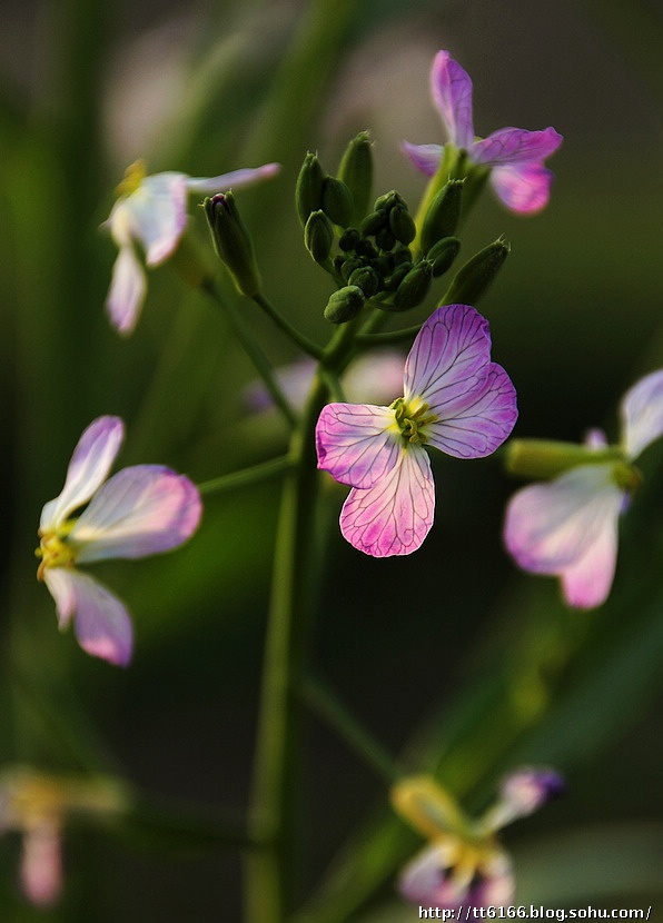 11,麻柳籽12,人说爱回忆就是表示老了,看来俺真的老了!13