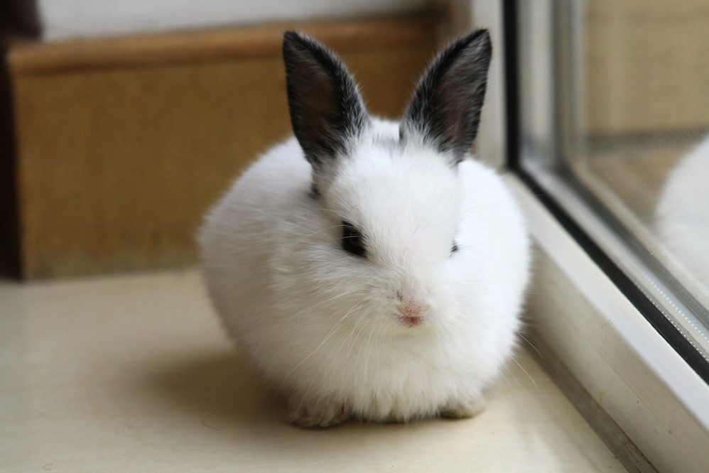 小白兔 - 马蜂窝