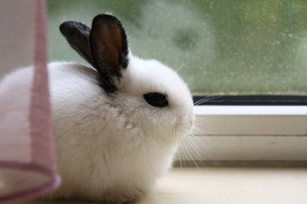 小白兔 - 马蜂窝