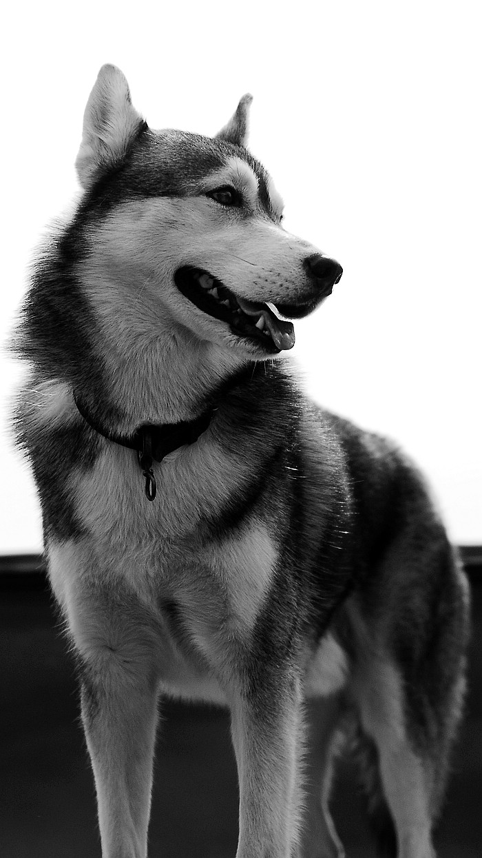 黑白哈士奇 (之……)