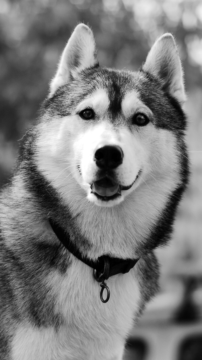 黑白哈士奇 (之……)