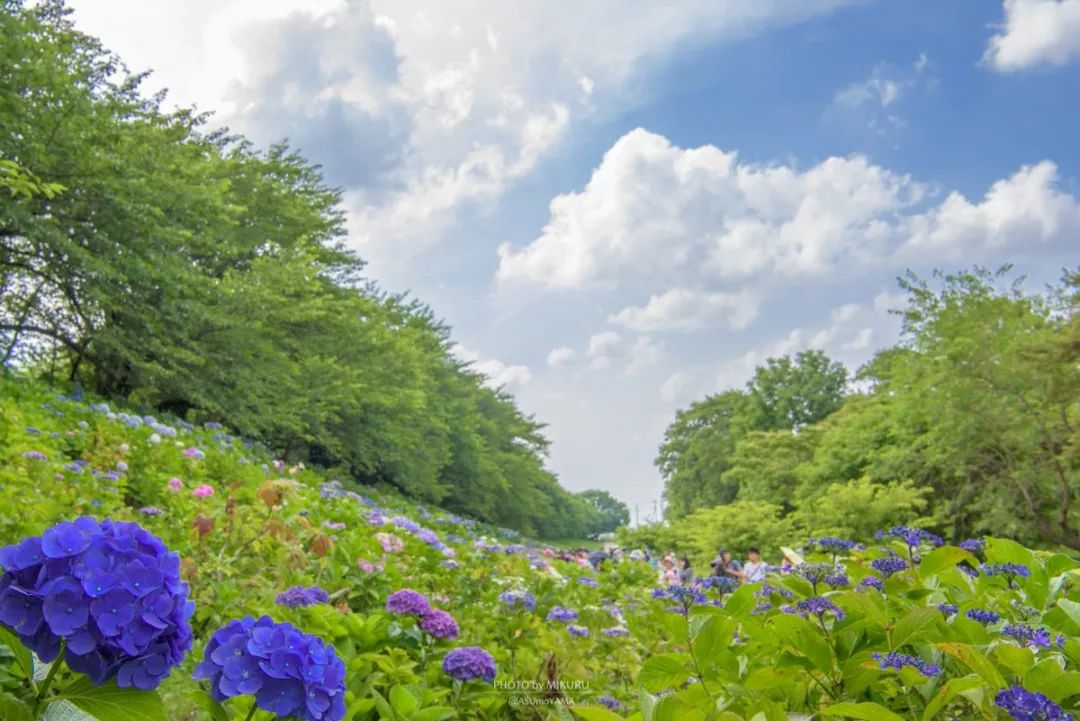 日本梅雨季紫阳花绝景 紫阳花观赏攻略 手机马蜂窝