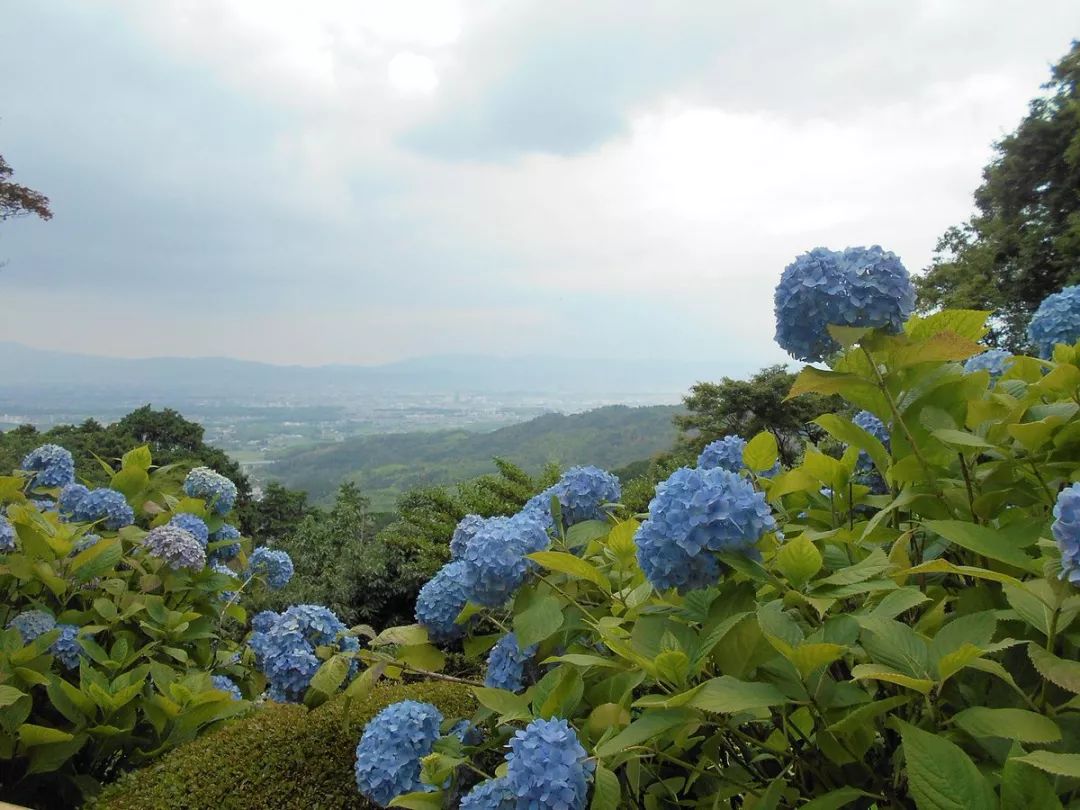 日本梅雨季紫阳花绝景 紫阳花观赏攻略 手机马蜂窝