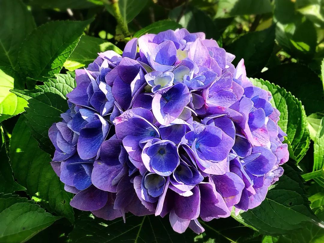 日本梅雨季紫阳花绝景！紫阳花观赏攻略~ - 手机马蜂窝