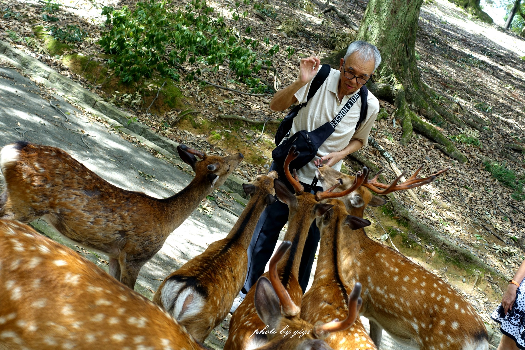 【暴走日本11天の逐鹿奈良】感受朴素小城的小鹿乱撞