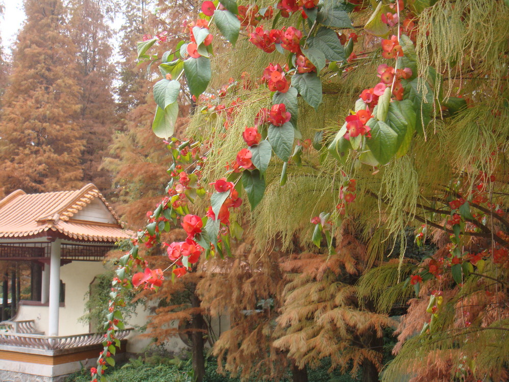 深圳仙湖植物园的水杉树红了