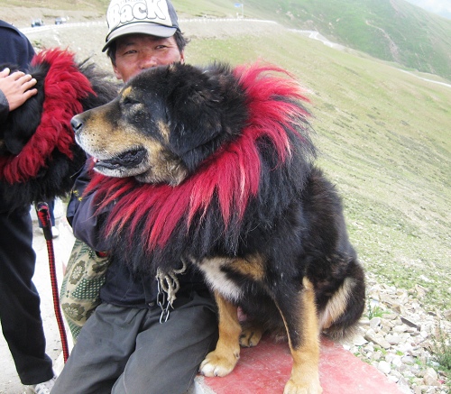 逗猫惹狗图片