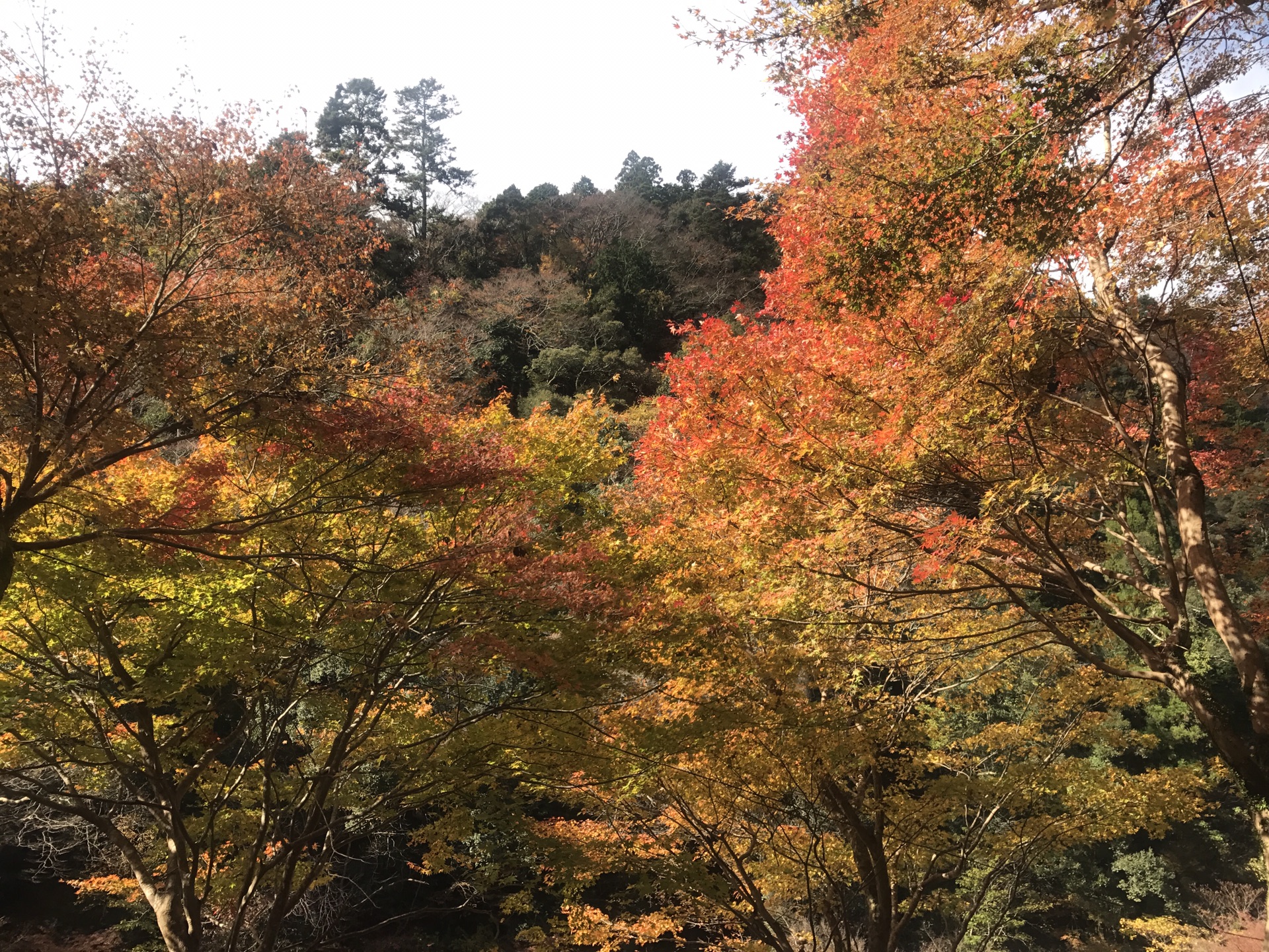 京都自助遊攻略