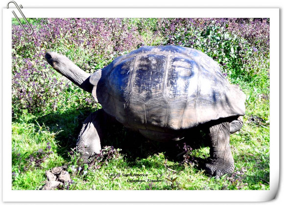 加拉帕戈斯巨龟 这些生活在陆地上的长寿  冠军 是群岛的象征之一mac