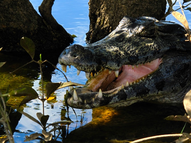 成年美洲宽吻鳄在张嘴散热.