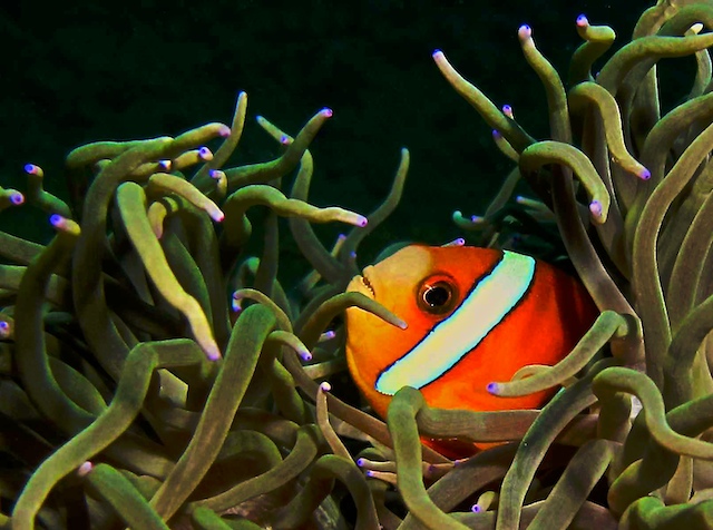 可爱的尼莫 - 马蜂窝