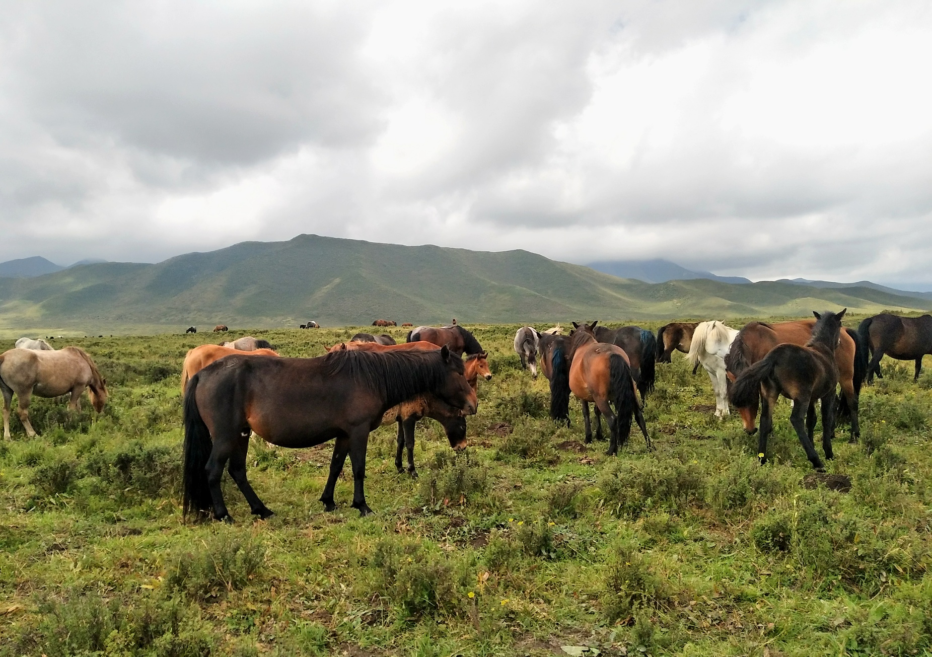 GanSu ZhangYe ShanDan Military Horse Farm