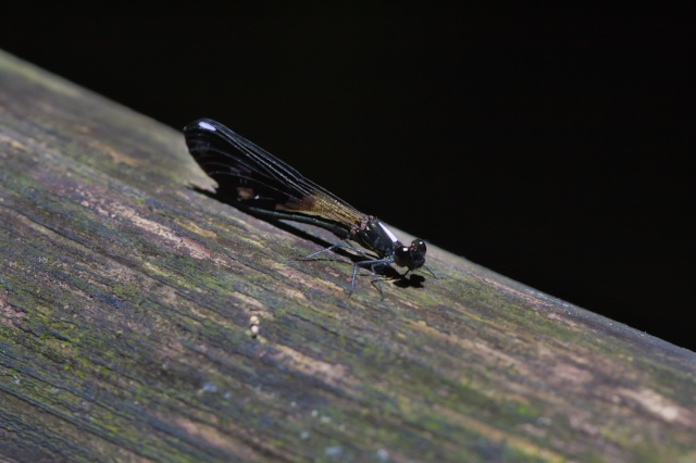 21 黑色品种豆娘篇