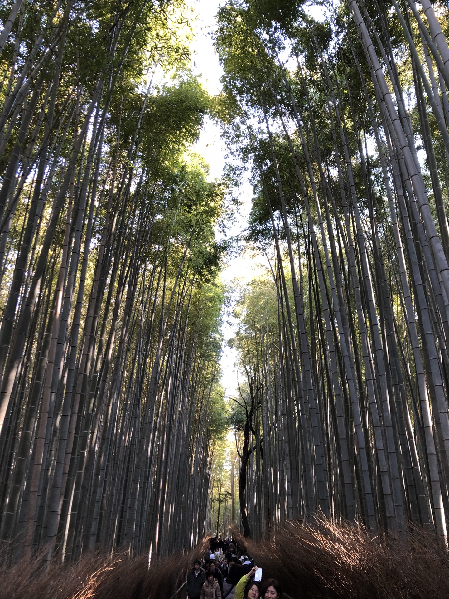 京都自助遊攻略