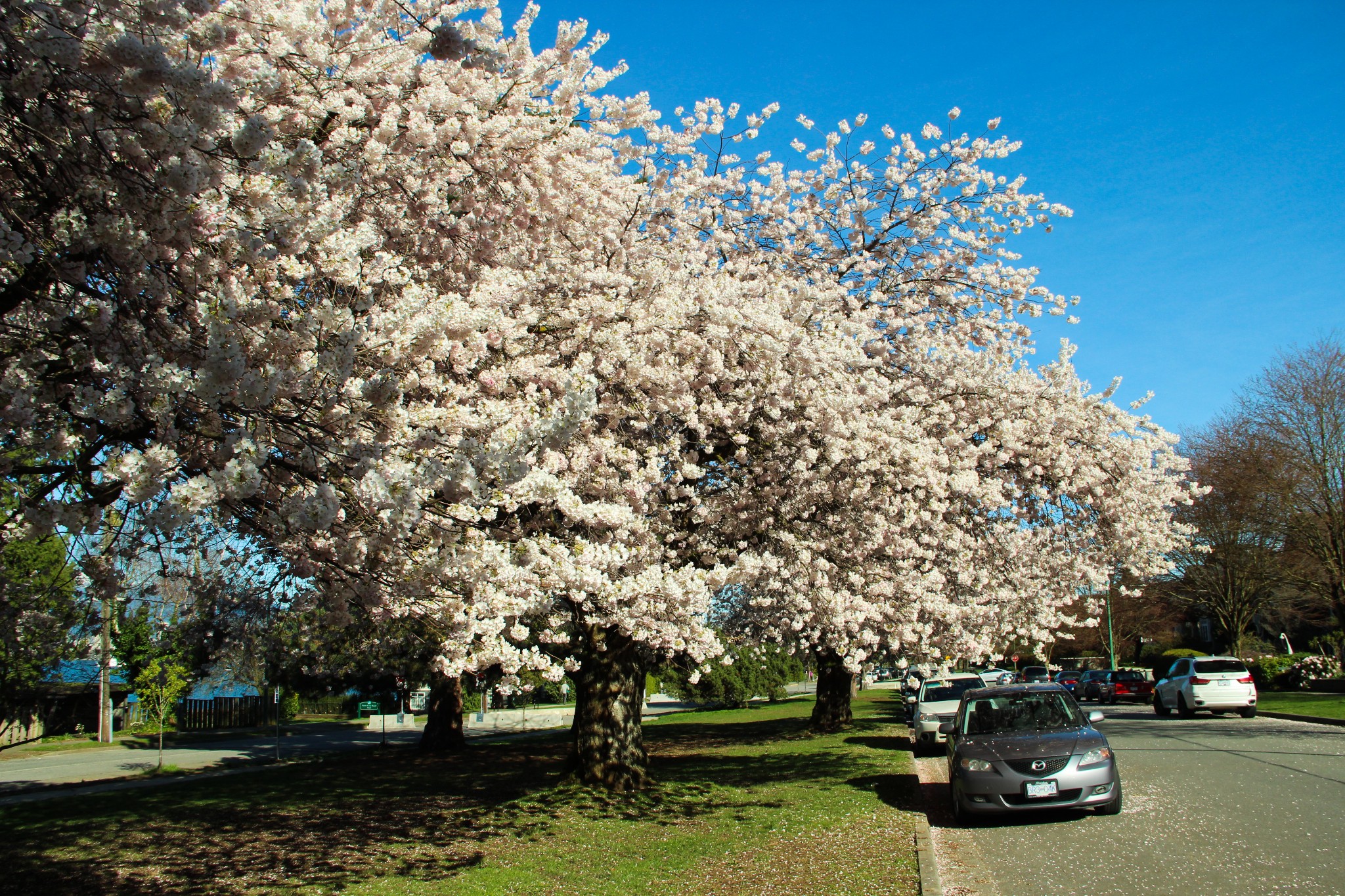 温哥华,樱花飞舞时(附赏樱地图与攻略)