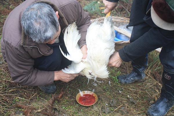 被活活插死了,血染木柱原来是牵牛上山吃草滴哈哈祭祀时,要用活鱼活鸡