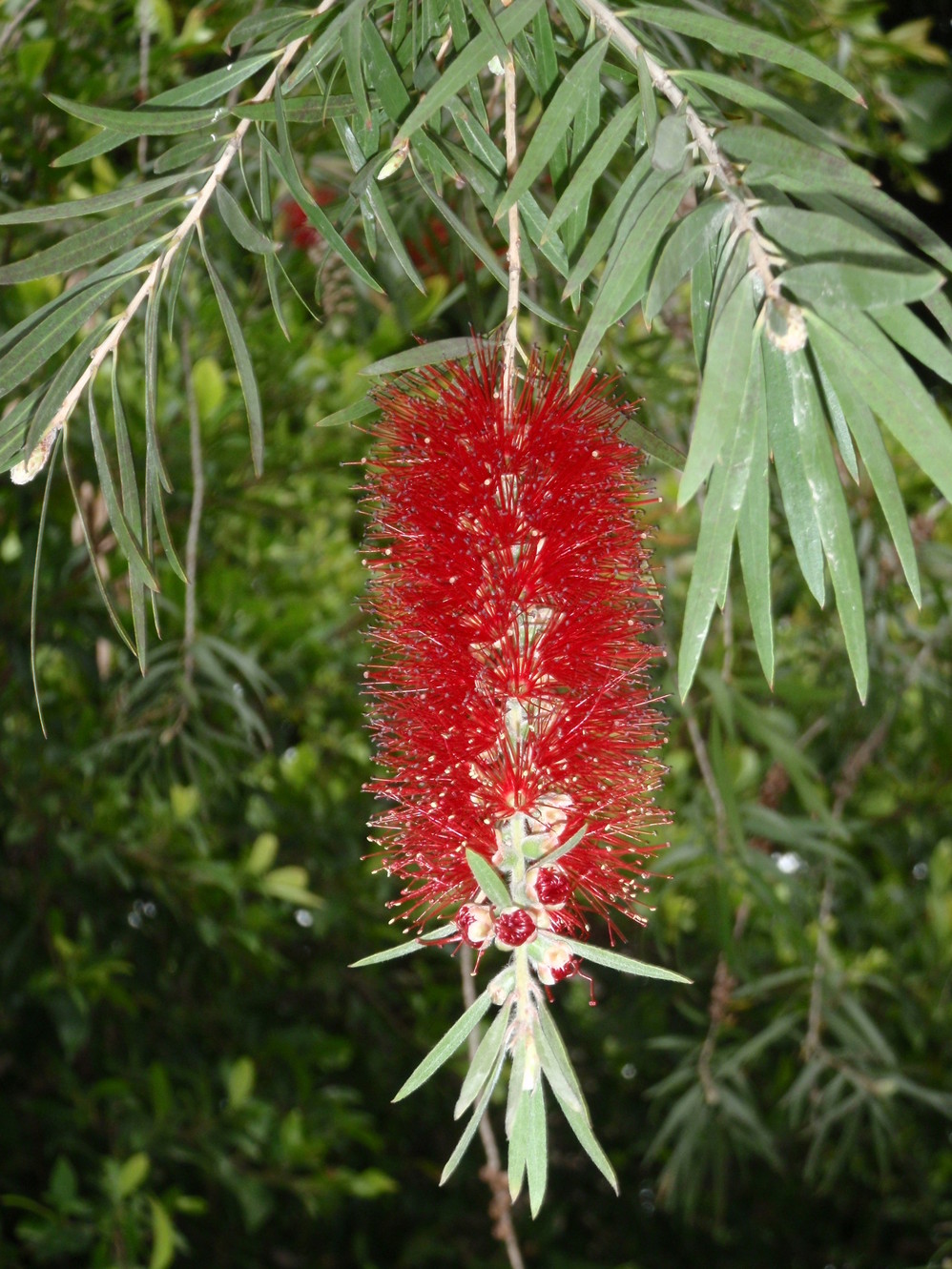 红红花果高高挂