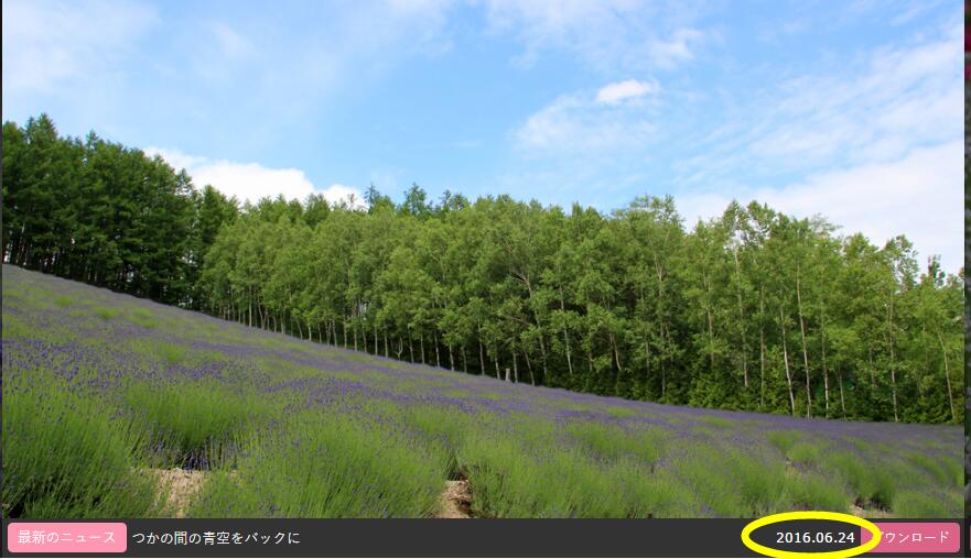 北海道的六月 我能看见花海么 马蜂窝