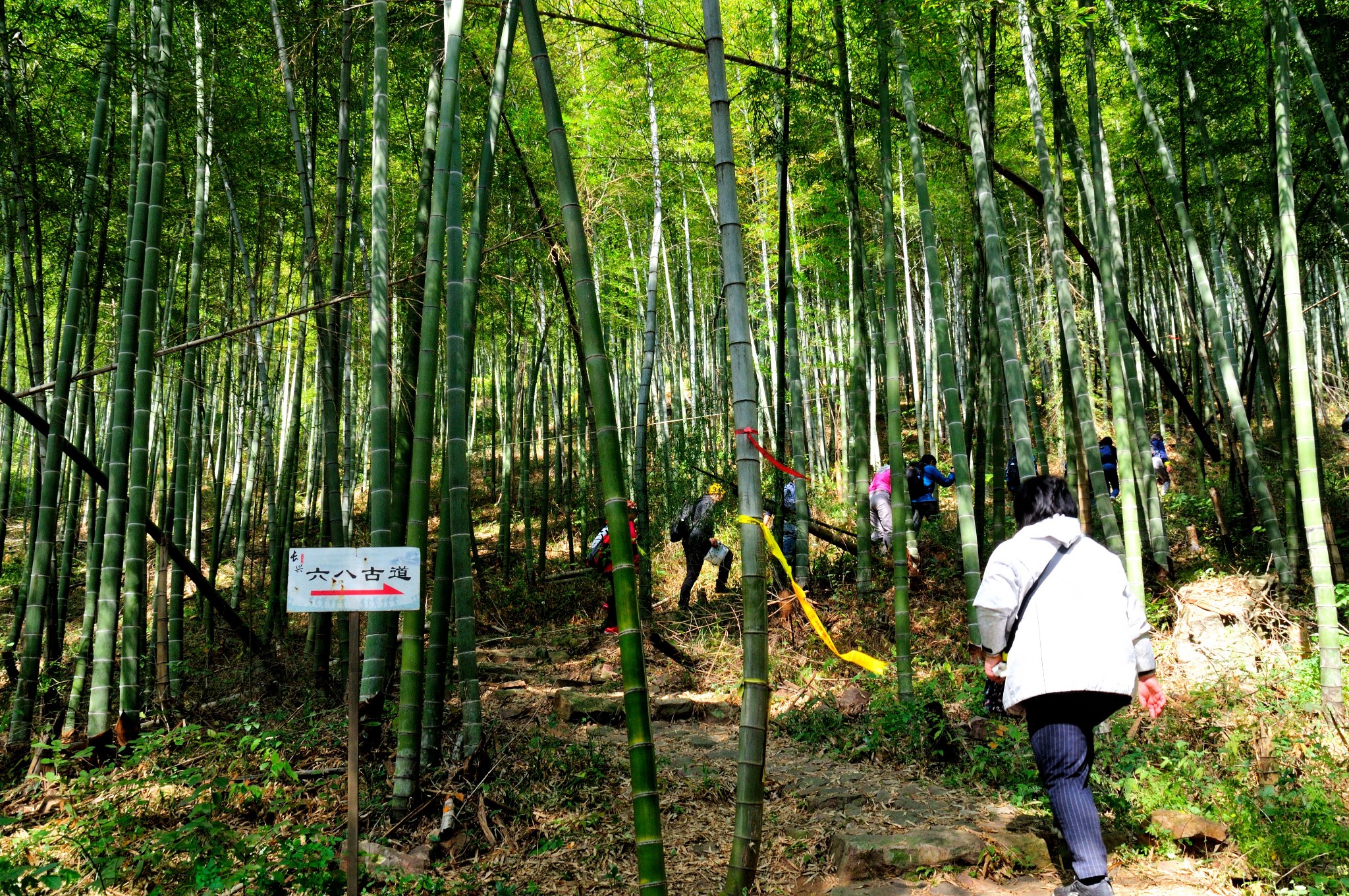 走六八古道,穿竹海登巖山,賞長興十里銀杏秋色