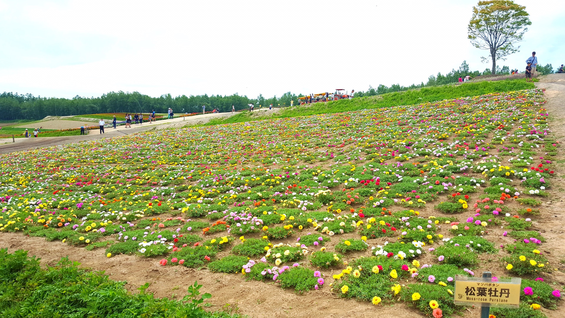 北海道自助遊攻略