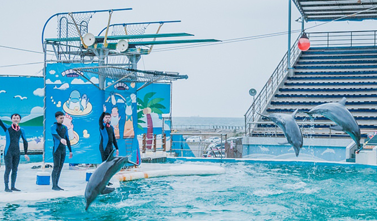 野柳海洋世界ocean world 门票(野柳必经之地 / 海豚海狮表演 / 海底