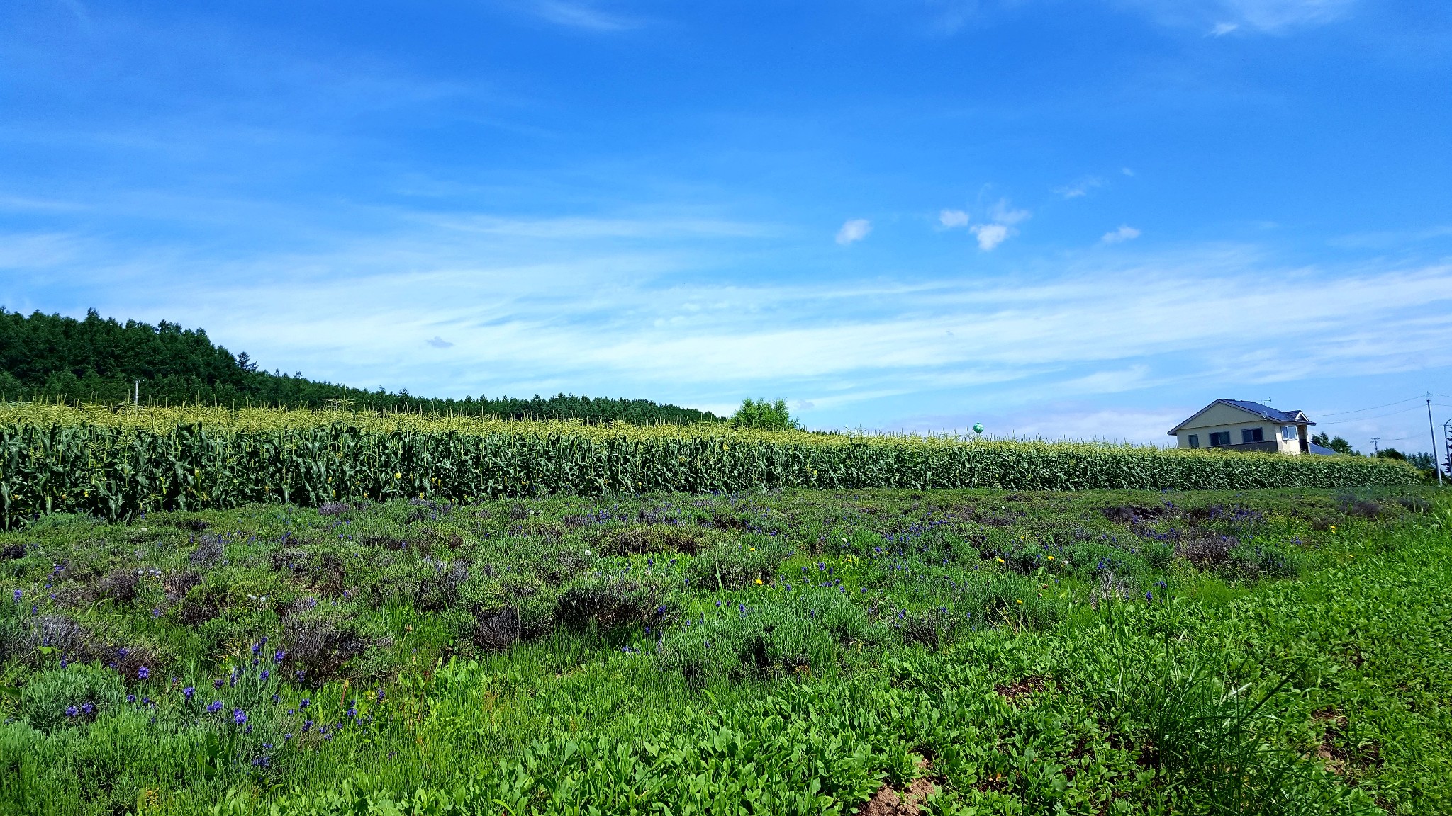 北海道自助遊攻略