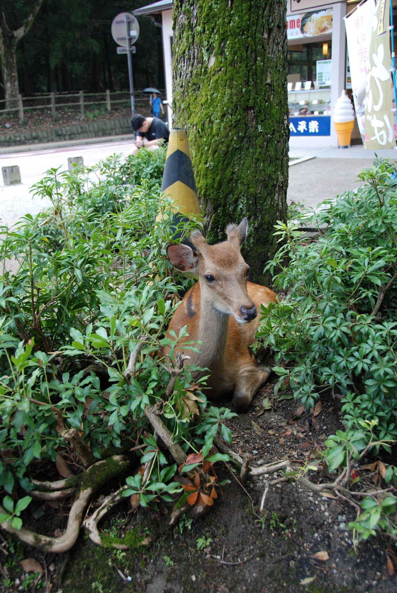 京都自助遊攻略