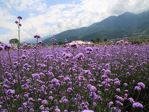 百日草,野花組合1-4 月 風信子,鬱金香,虞美人,冰島虞美人,金魚