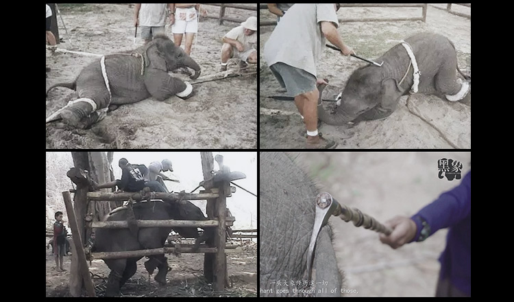 大象之国泰国游记，和大象来一次邂逅的地方