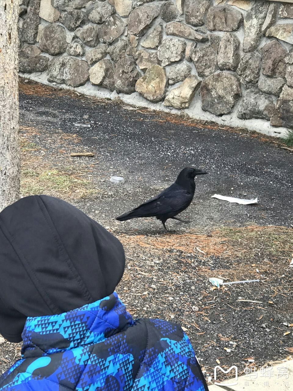 黃石國家公園自助遊攻略