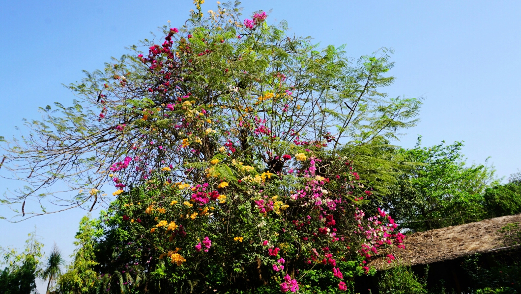 蓝毗尼花园圣地——摩耶夫人庙精华看点