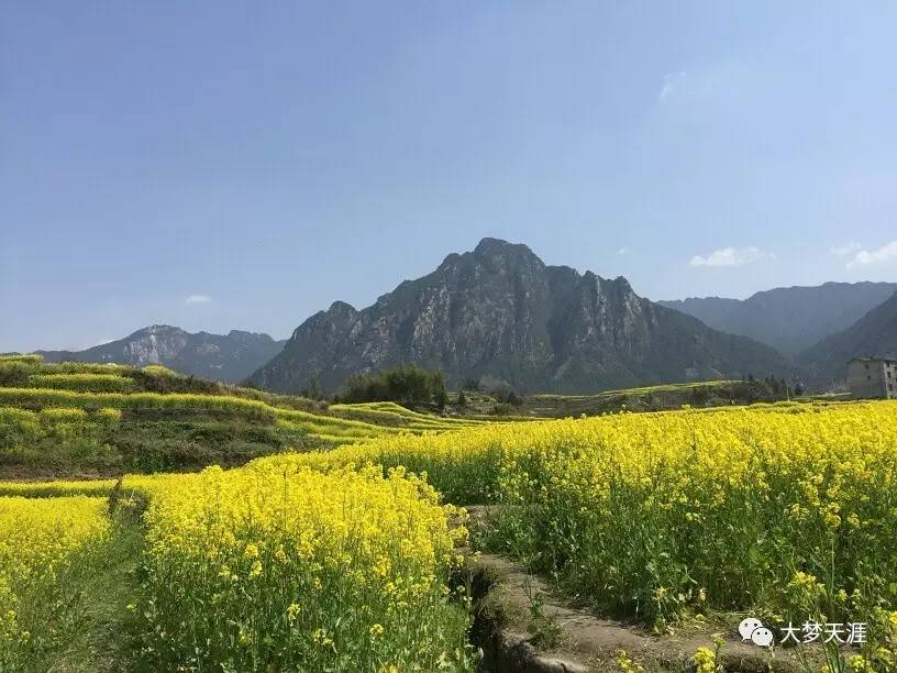 在青山花海古村中品味春光績溪家朋半日遊