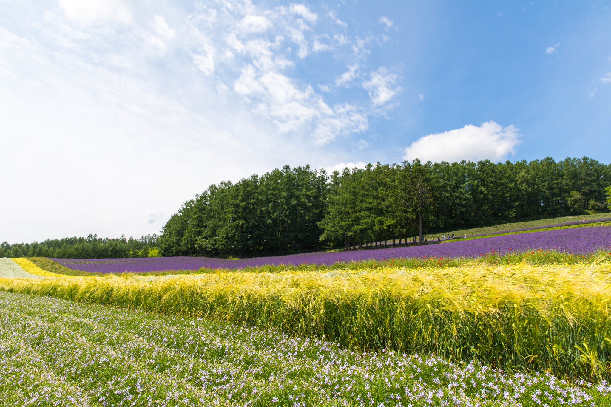 北海道自助遊攻略