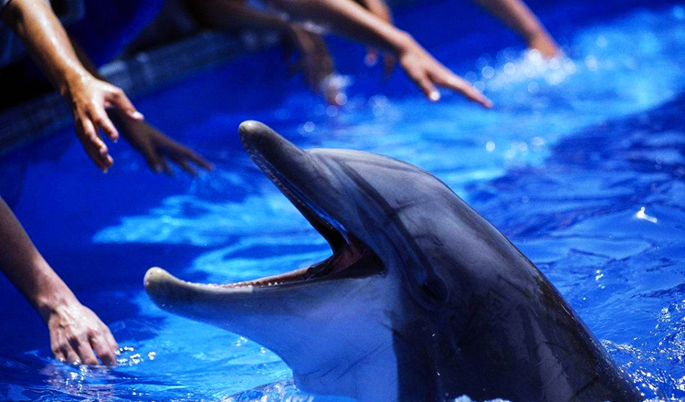 美國西部 聖地亞哥海洋世界一日遊(海豚互動/海獅跳探戈/兒童樂園