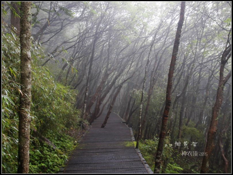 神農頂景區是神農架的主景區,景區總面積1933公頃,主要旅遊線路為鴨子