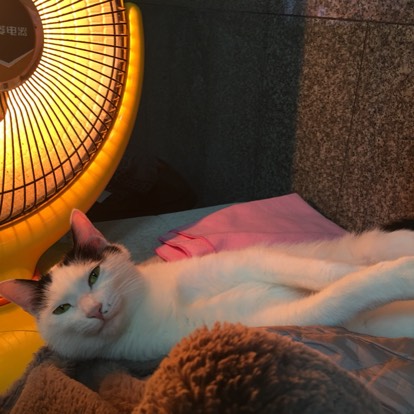 一只花猫