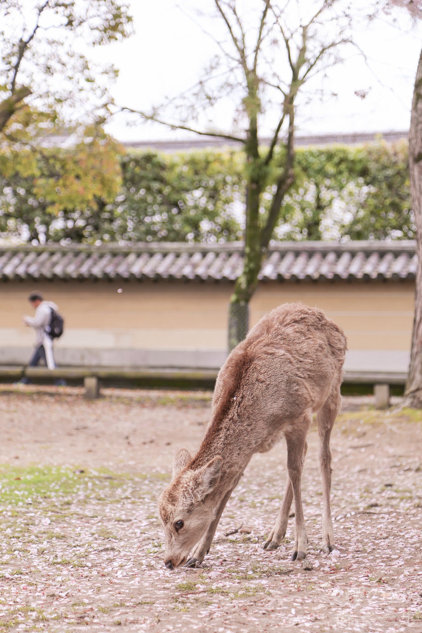 京都自助遊攻略