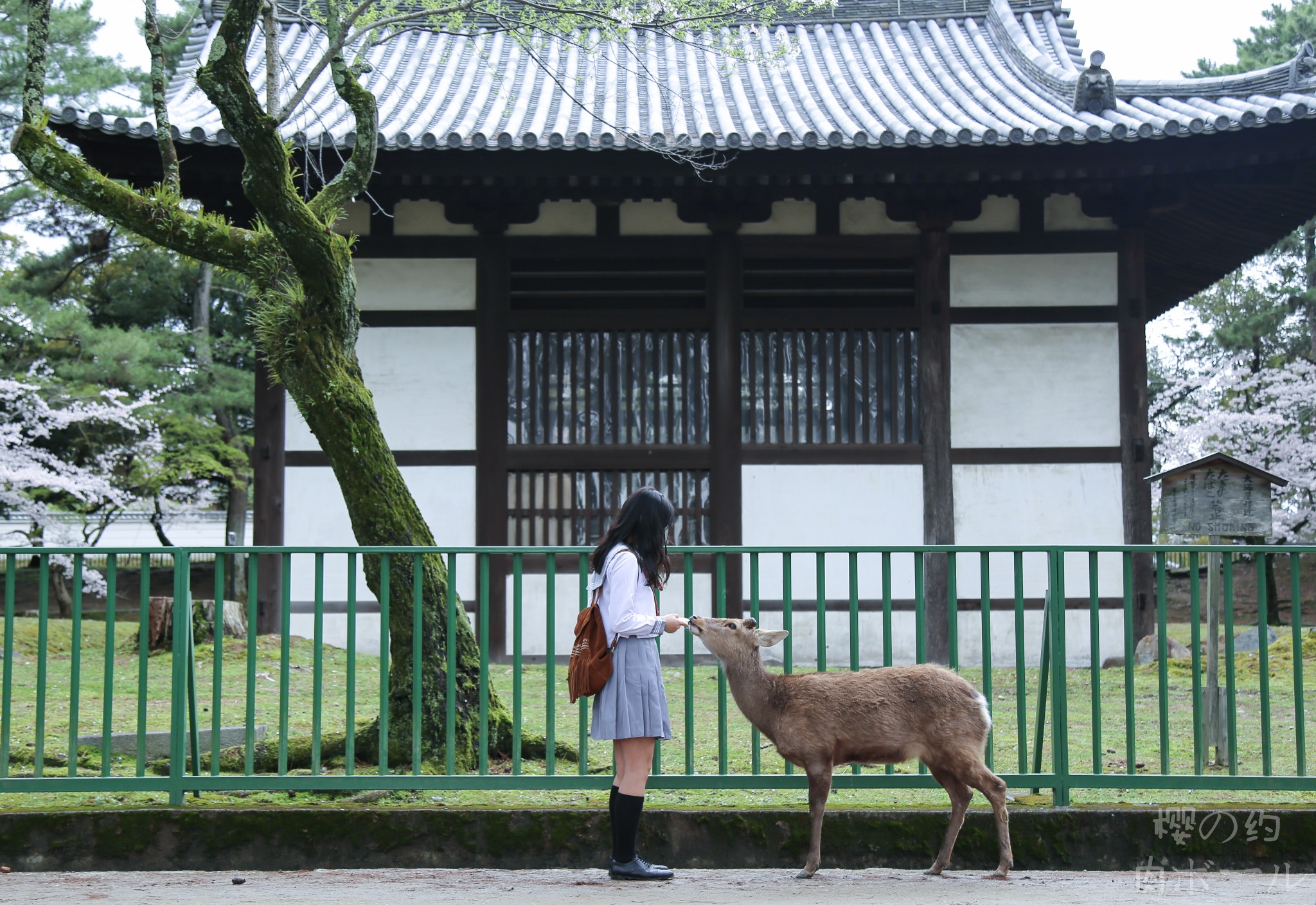 京都自助遊攻略