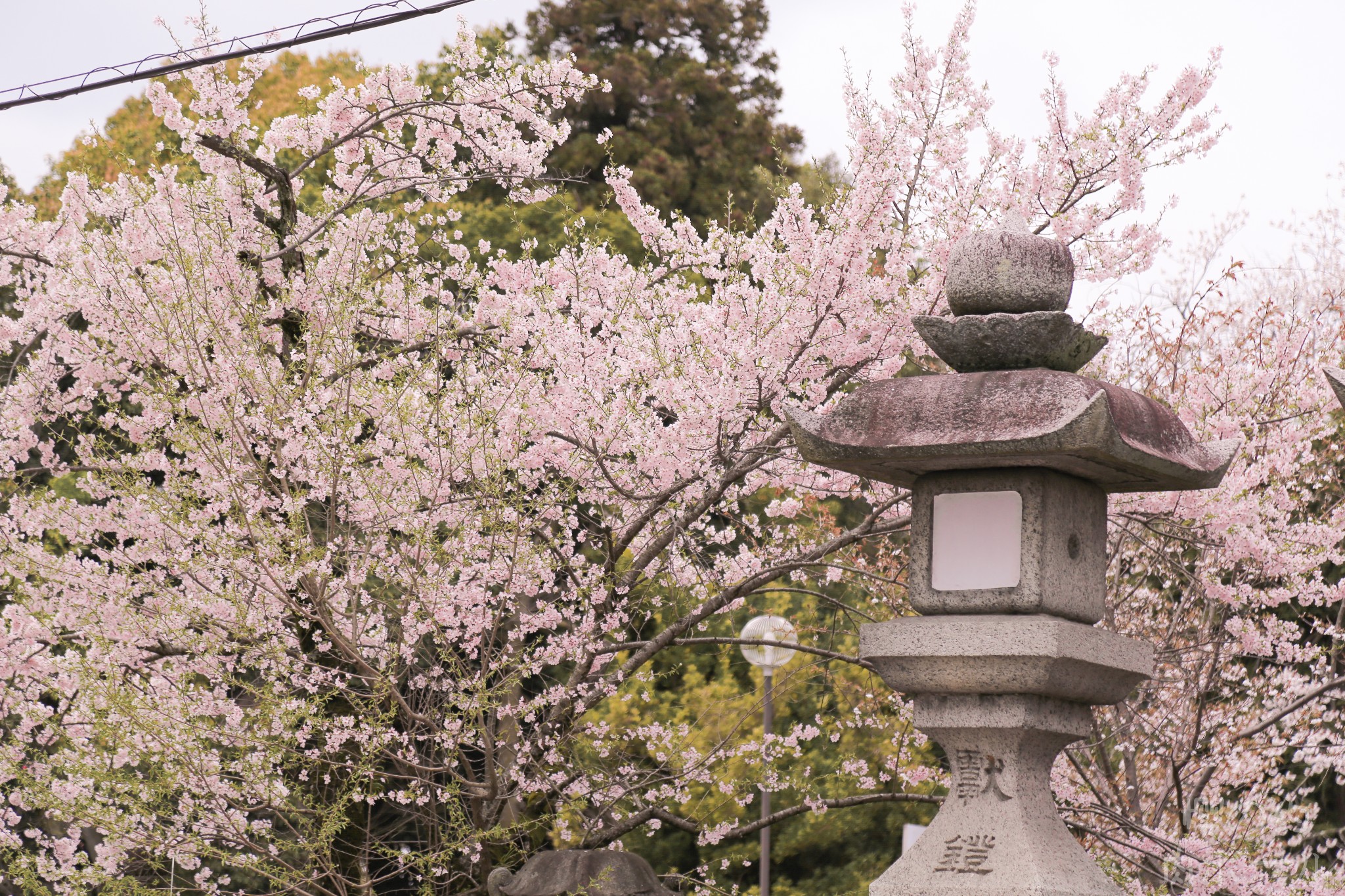 京都自助遊攻略