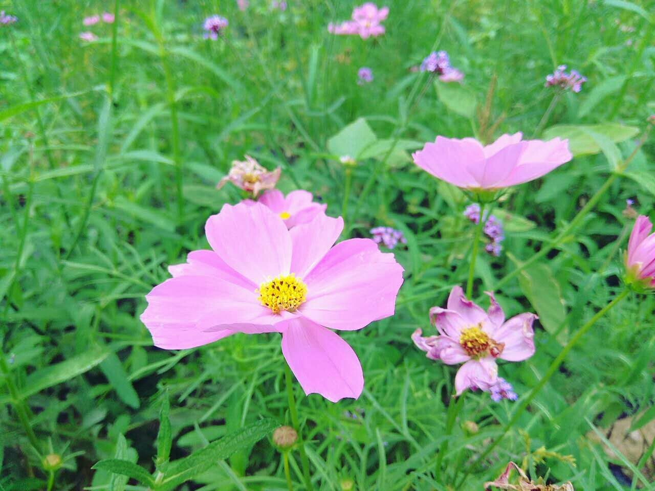 邂逅花与海―温岭城南